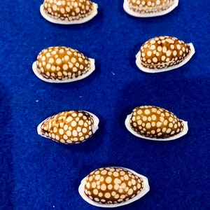 Cypraea Cribraria, Seive Cowrie, for collections, shell artists, sailors valentines, home decor, weddings