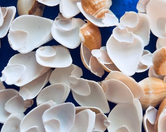 Side cut canarium shells for crafts, shell art, ornaments, shell flowers, sailors  valentines, home decor, weddings.  FREE SHIPPING