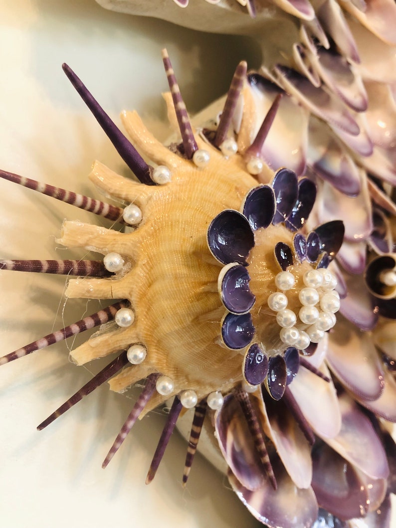 Starburst Carrier Shell (stellaria Solaris) for Coastal Home Decor ...