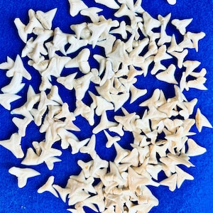 May include: A collection of off-white shark teeth scattered on a vibrant blue background. The teeth vary in size and shape, with a natural, weathered appearance. The teeth are likely fossilized and suitable for jewelry making or collecting.