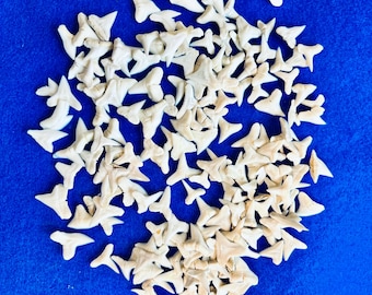 White shark teeth, approx 1/2-3/4 inch for sailor's valentines, shell art, crafts, wedding, home and coastal decor.