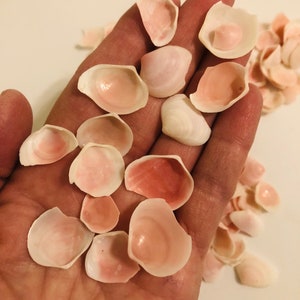 Clearance.  Slightly broken Pink Rose Cup Seashells for crafts, weddings, flowers, sailor&#39;s valentines, shell art.  Free Shipping