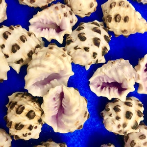 Purple drupa shells for crafts, home decor, coastal decor, gift, collections, weddings, collections,, FREE SHIPPING