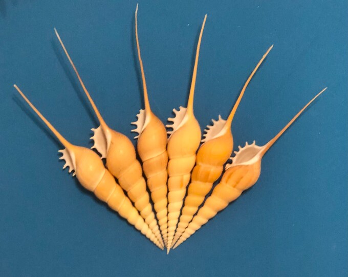 Tibia Fusus Seashell With Provenance for Collections, Gift, Shell Art ...