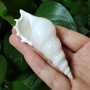 Conchas marinas de tibia blanca para manualidades, bodas y decoración del hogar.