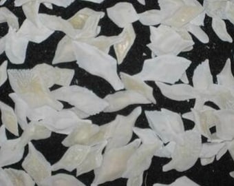 Escamas de pez aguja para artistas de conchas, marineros, San Valentín, arte de conchas marinas, flores de conchas marinas, manualidades con ENVÍO GRATIS