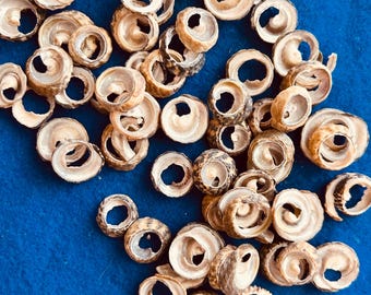 Swirl cut top seashells for crafts, home decor, seashell flowers, weddings, sailors Valentine’s, shell art and coastal decor.  FREE SHIPPING