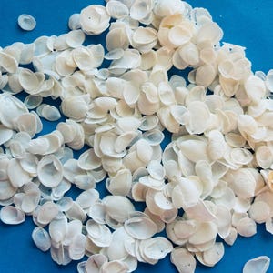 May include: A collection of small, white seashells arranged on a vibrant blue background. The shells have a delicate, pearlescent sheen and vary in size and shape, creating a textured surface. The image is well-lit, highlighting the natural beauty of the shells.