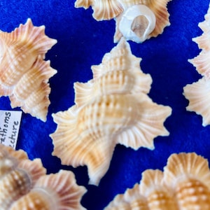 Puede incluir: Una colección de seis conchas marinas con intrincados patrones y texturas. Las conchas son de color marrón claro con toques de rosa y blanco. Están dispuestas sobre un fondo azul.