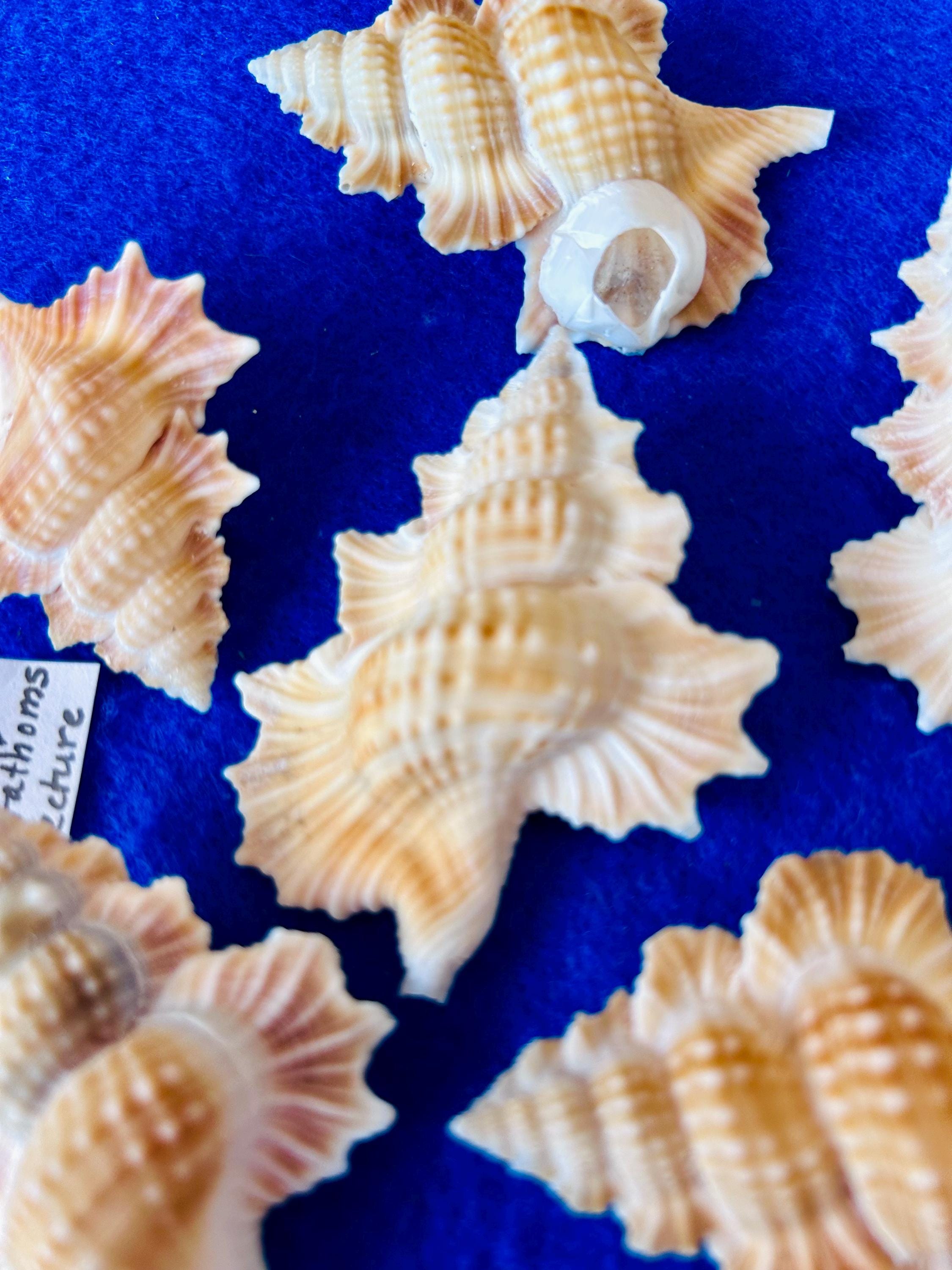 Biplex Perca shell with provenance.  For collections, shell art, sailors valentines, display and gift