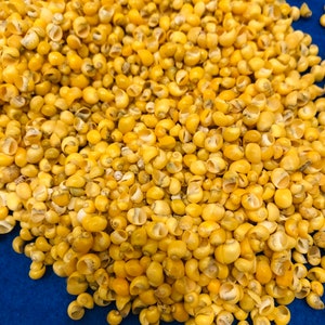 Yellow littorina shells for sailors valentines, shell art, flower making, crafts and more