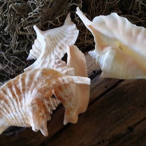 May include: Three off-white and light brown conch shells with ridged, flared edges and pointed spirals. The shells feature natural colour variations and textured surfaces, arranged together to display their distinct shapes and curves.