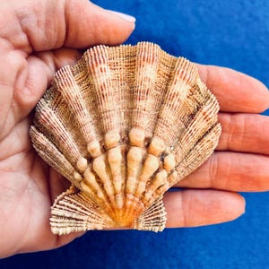 Lion’s Paw shell (nodipectin nodosus) with provenance for shell art, sailors valentines, crafts, home and coastal decor, gift, collections
