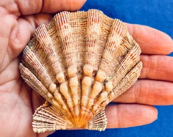 Lion’s Paw shell (nodipectin nodosus) with provenance for shell art, sailors valentines, crafts, home and coastal decor, gift, collections