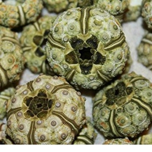 May include: A collection of dried sea urchin tests featuring a pale green and tan color palette. Each spherical shell displays a detailed radial pattern with small, raised bumps and a central dark opening, showcasing the natural texture.