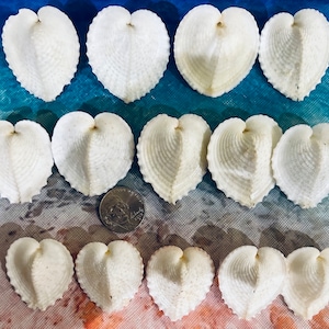 Medium True heart cockles for home decor, crafts, sailors Valentine’s, shell art, weddings, gifts, collections, free shipping