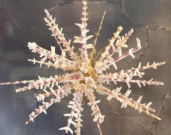 Deep Sea Urchin, Goneocidaris (Petalocidaris) Spinosa, for collectors, home decor, shell artists, sailors Valentine’s, gift, display