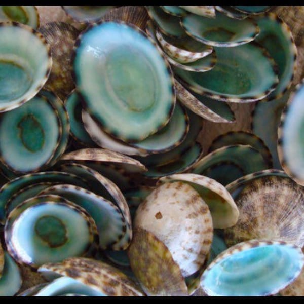 FREE SHIPPING, Green limpet seashells for sailor's valentine, seashell art, Home and coastal decor, wedding, crafts, gift, collections