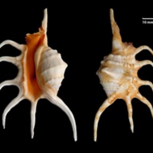 Spider Conch Seashells with FREE SHIPPING.  Great for weddings, beach, coastal and home decor, collection, gifts, display