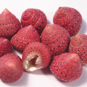 Conchas de fresa roja: ¡únicas! Para manualidades, decoración del hogar, bodas y colecciones de conchas marinas. ¡ENVÍO NACIONAL GRATIS!