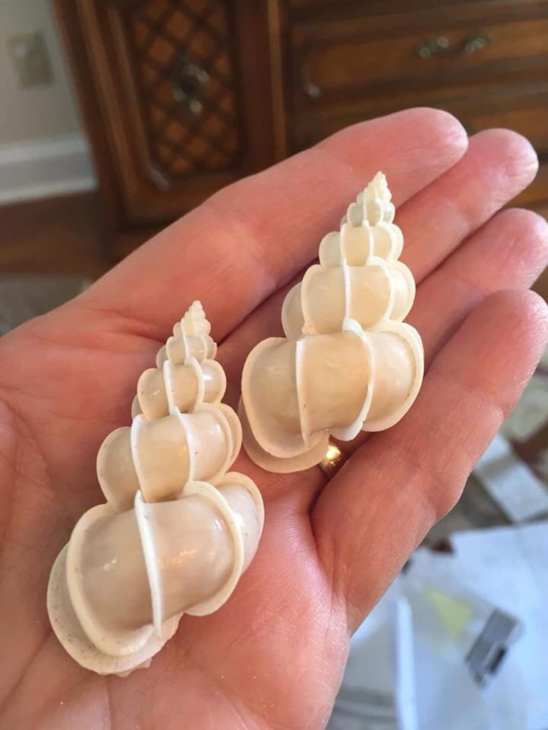 Precious Wentletrap for Crafts, Sailors Valentine, Shell Art, Wedding ...