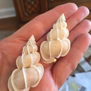 Precious Wentletrap for crafts, sailors valentine, shell art, wedding,  home decor, collections, and gifts