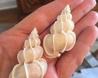 Precious Wentletrap for crafts, sailors valentine, shell art, wedding,  home decor, collections, and gifts