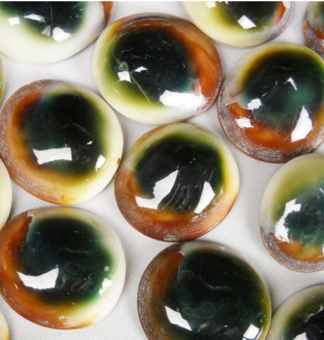 Green Turbo Operculum, Cats Eye, Shiva Shell for Crafts, Shell Artists