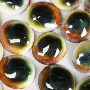 Green turbo operculum, Cats Eye, Shiva Shell for crafts, shell artists, sailors valentines, jewelry, home decor, wedding, FREE SHIPPING