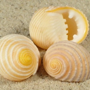 Pleated nerite (Plicata nerite) seashells for crafts, weddings, shell art, sailors valentines, collectors, beach, home decor.  FREE SHIPPING