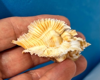 Miyokoae Murex for seashell collectors, collections, crafts, shell art, sailor's valentine, home decor, wedding, gift