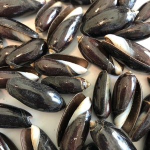 Rare Black olive seashells for crafts, wedding, shell art, sailors Valentines, gift, and home decor.  FREE SHIPPING