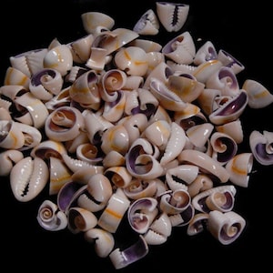 FREE SHIPPING!  1/2 cup multi cut purple top cowrie seashells for crafts, collections, weddings, home decor