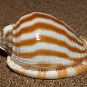 Puede incluir: Una concha de mar blanca y marrón con un patrón rayado. La concha es lisa y brillante.