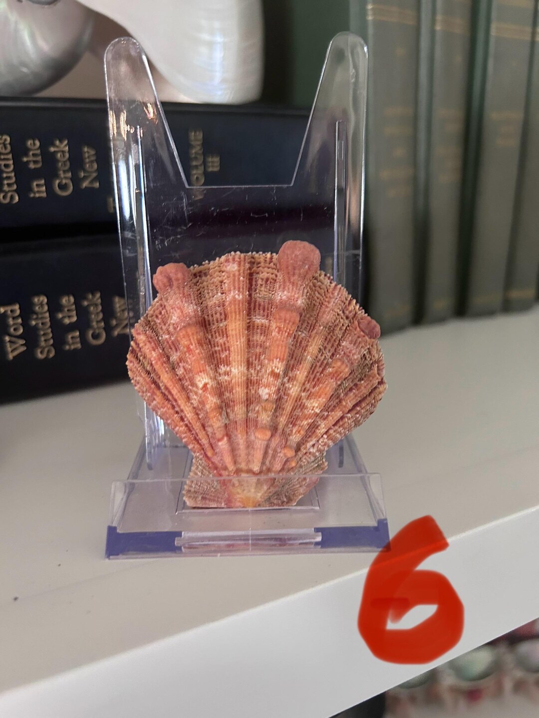 Lion S Paw Shell Nodipectin Nodosus For Shell Art Sailors Photo Inspiration