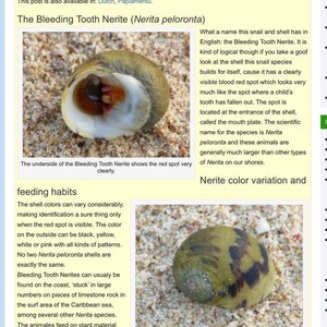 Bleeding Teeth Nerite Seashells for Crafts, Weddings, Favors, Gift ...