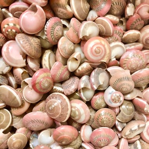 Pink Umboniums for crafts, home decor, collectors, gifts, shell art, sailors valentines with FREE DOMESTIC SHIPPING