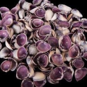 May include: A pile of small, purple and white seashells. The shells have a smooth, glossy texture and are arranged in a random pattern against a black background. The shells are a mix of purple and white.