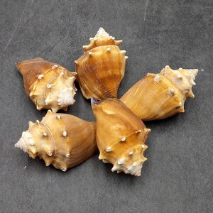 Sanibel Fighting Conch Shells, shell art, crafts, collections, weddings,Coastal Decor
