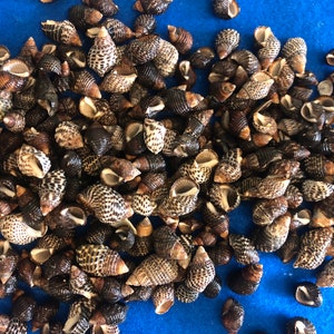 May include: A collection of small, brown and black seashells with white markings. The shells are arranged in a random pattern on a blue surface.