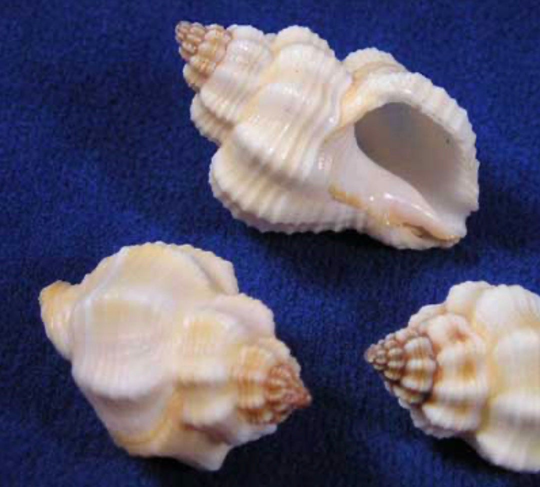 Clementia Shell Free Shipping! Cancellaria (nutmeg) Shells for Crafts, Shell Art ...