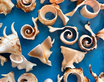 Multi Cut Lambis Lambis seashells for crafts, home decor, weddings, sailors Valentine’s, shell art and coastal decor.