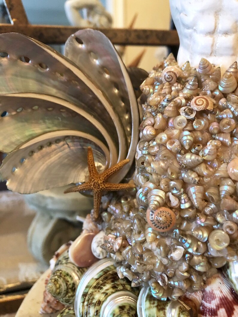 Vintagevenetian Pearl Shells 1/4 Inch for Sailor's Valentines, Shell ...