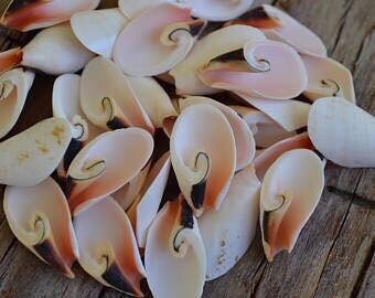 Lily cut strombus  seashells for crafts, home decor, weddings, jewelry, sailors valentines, shell art and collectors.  FREE SHIPPING