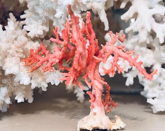 Rare pink stylaster coral #1, stylaster roseus, rose lace coral.  For shell art, sailors valentines, collections, gift, collector