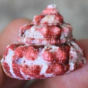 May include: A small, pink and white seashell with a spiral shape and a textured surface.
