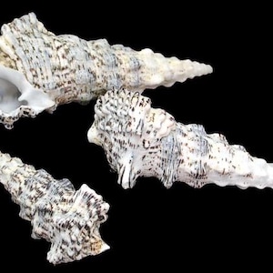 May include: Three white seashells with brown and black markings. The shells are arranged in a triangular shape on a black background.