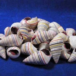 Haitian Candy Seashells for sailors valentines, shell art, crafts, weddings, home decor, coastal decor and gifts, FREE SHIPPING