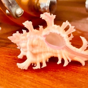Pode incluir: Uma concha murex rosa-pálido com uma estrutura intrincada e espinhosa, apresentando múltiplas protuberâncias ramificadas que se estendem do corpo central e uma abertura lisa de formato oval. A concha exibe uma coloração delicada e clara.