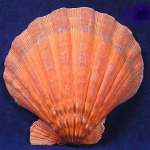 Oranje Pacifische leeuwenpoot voor ambachten, schelpkunst, verzamelaars, zeelieden Valentijnsdag, woondecoratie, collecties, bruiloften